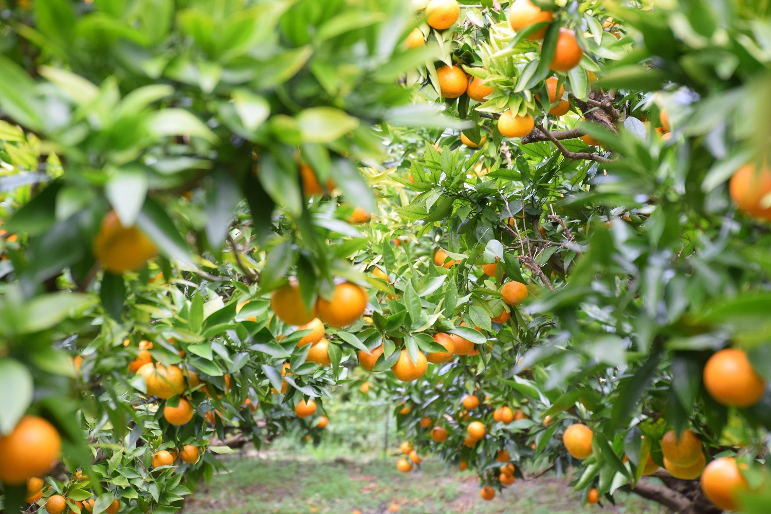 Mandarin Orange Orchard