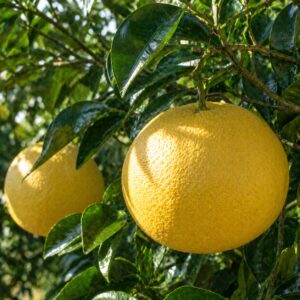 Anseikan Japanese citrus growing on tree