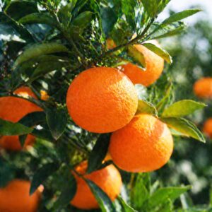Beni Madonna Japanese citrus growing on tree