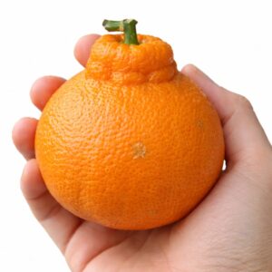 Dekopon Japanese citrus in hand