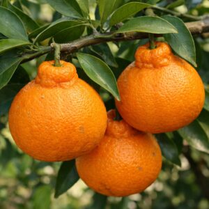 Dekopon Japanese citrus growing on tree