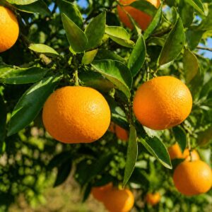 Harumi Japanese citrus growing on tree