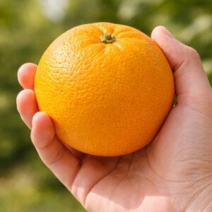 Hassaku Japanese citrus in hand