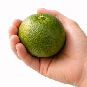 Kabosu Japanese citrus in hand