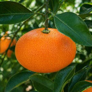 Kanpei Japanese citrus growing on tree