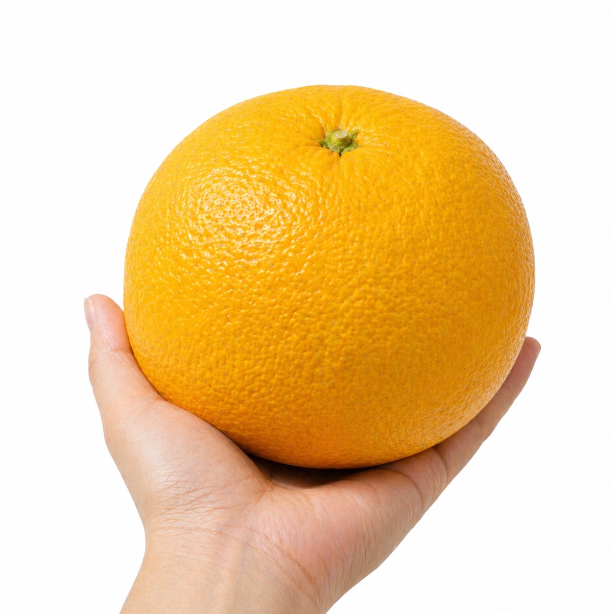 Natsumikan Japanese citrus in hand