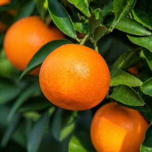 Setoka Japanese citrus growing on tree
