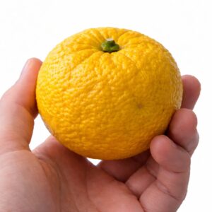 Yuzu Japanese citrus in hand