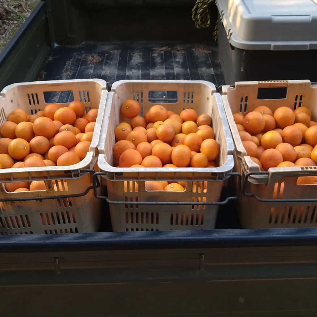 Freshly harvested Japanese citrus loaded for transport in Ehime Japan