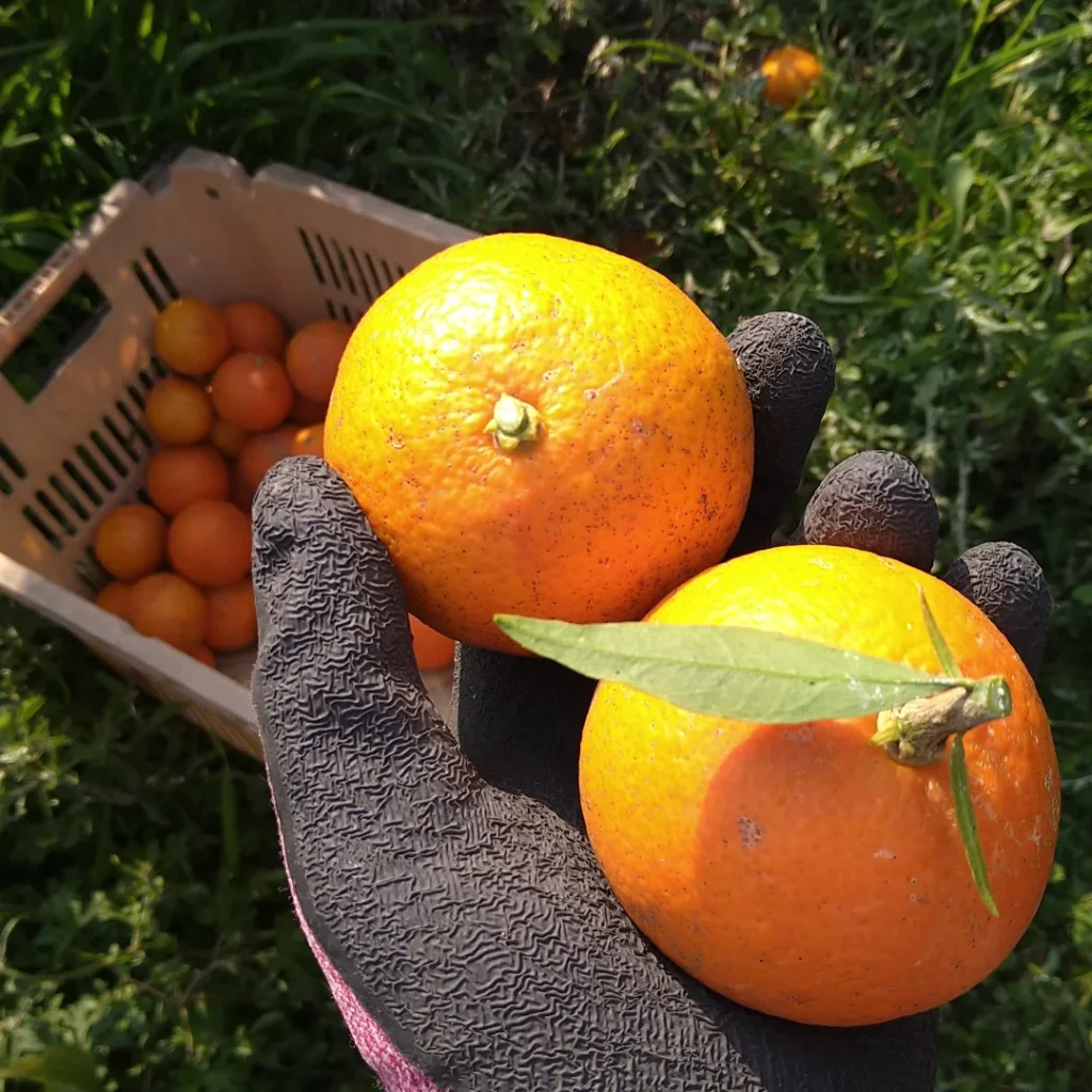 Freshly harvested Japanese citrus held during harvest season in Ehime Japan