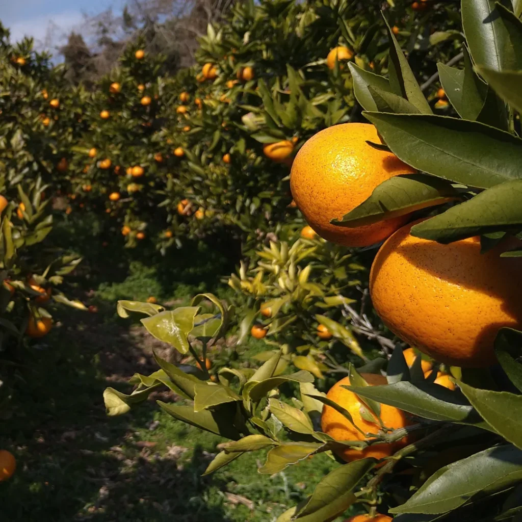 Japanese citrus orchard in Ehime Prefecture during harvest season