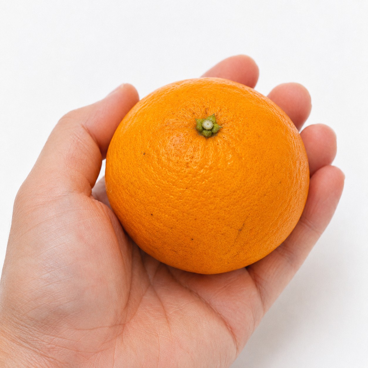 Amakusa Japanese citrus in hand