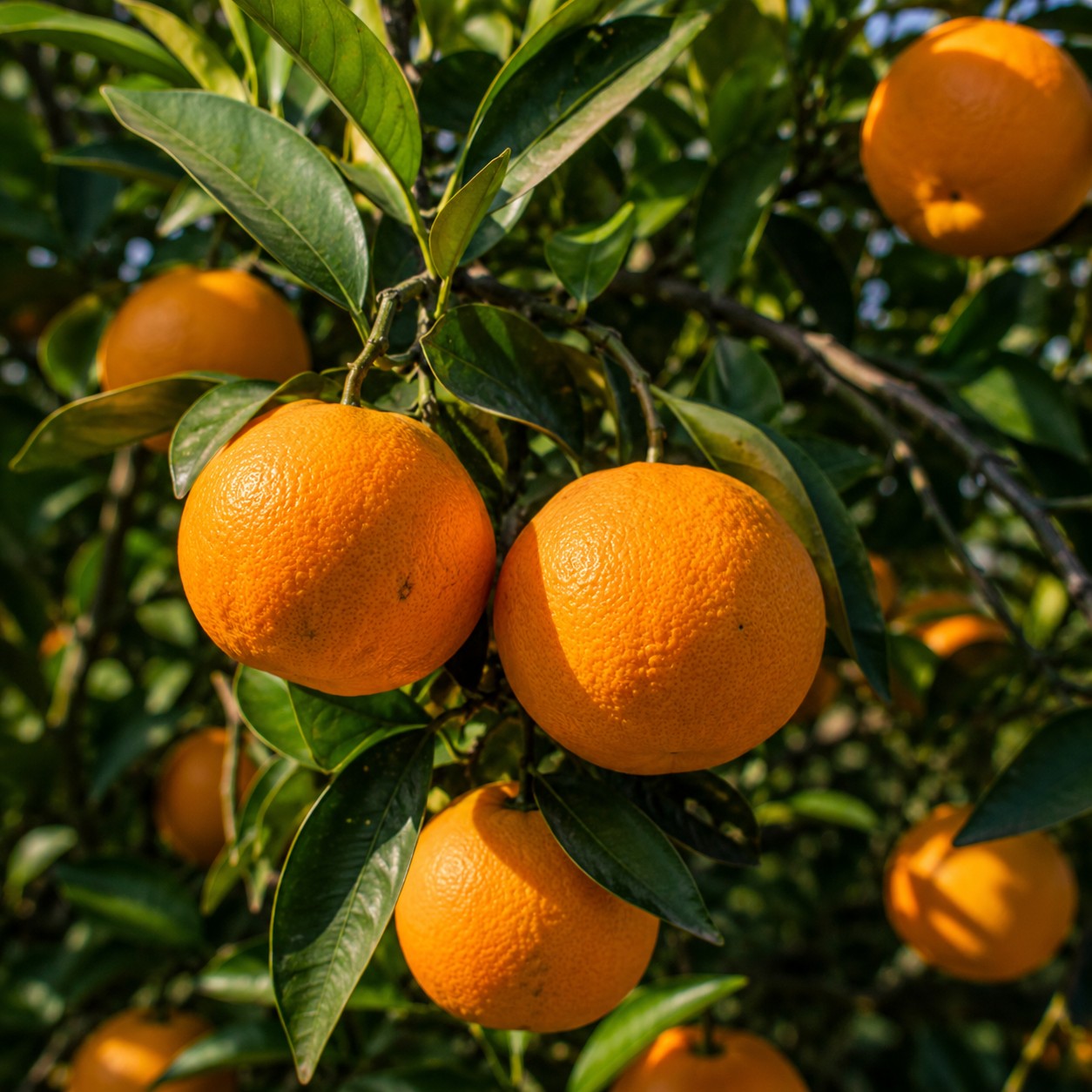 Amakusa Japanese citrus growing on tree