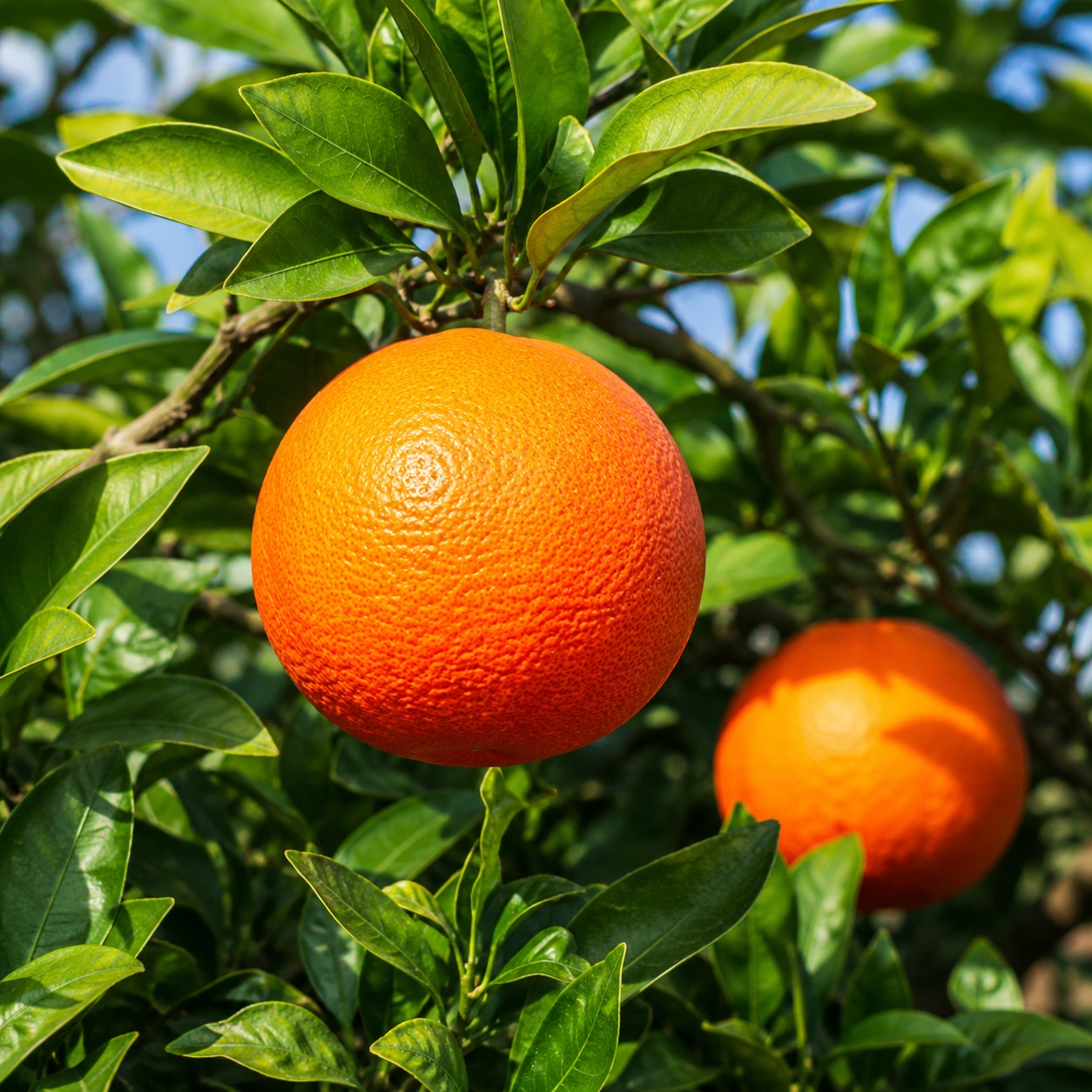 Blood Orange Japanese citrus growing on tree