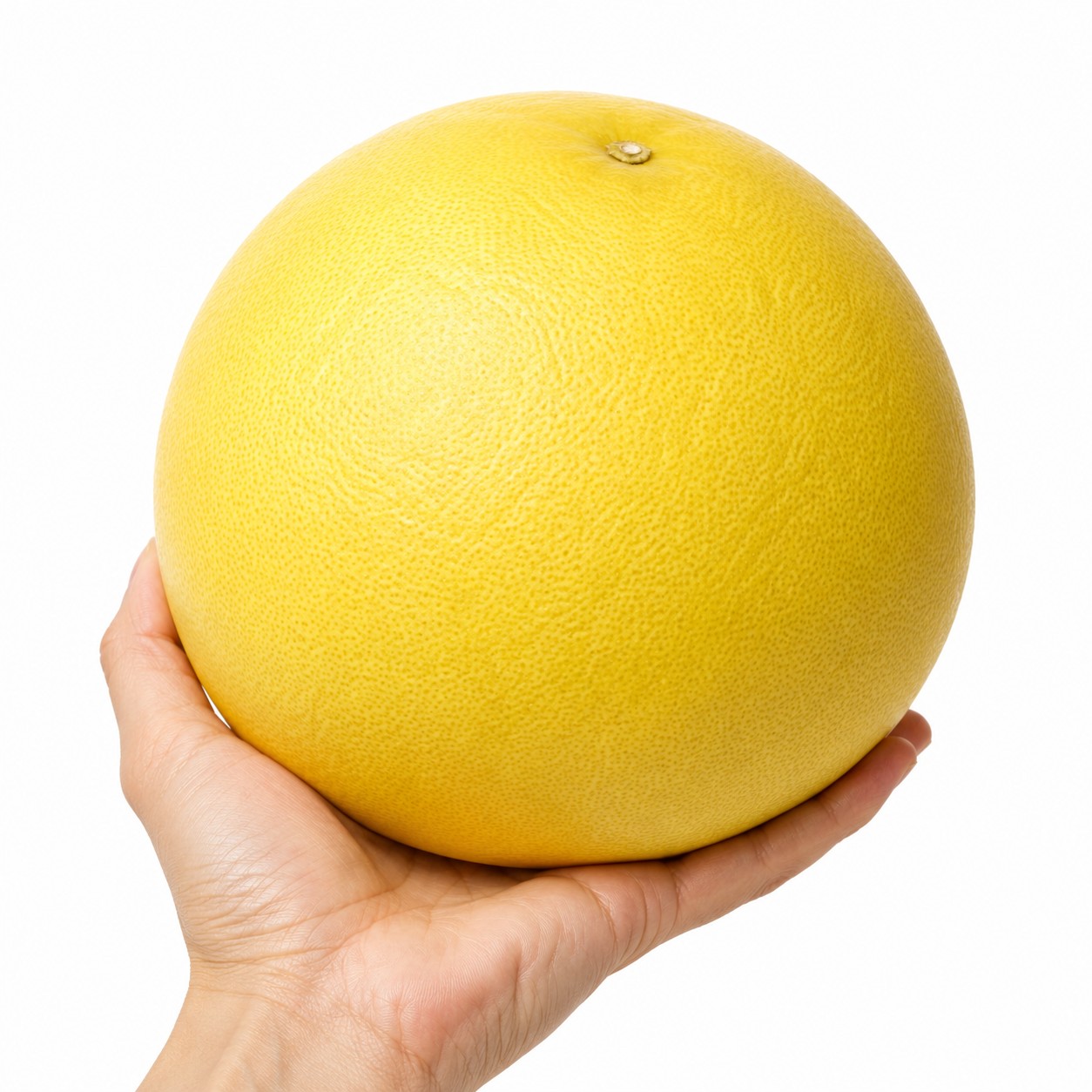 Buntan Japanese citrus in hand