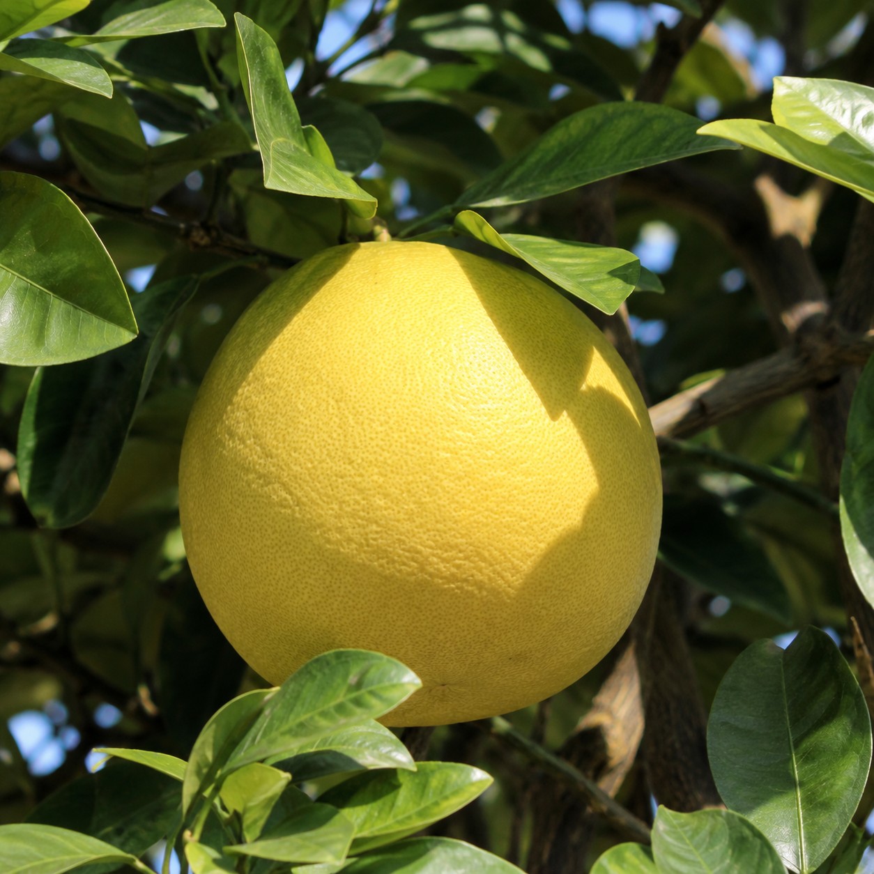 Buntan Japanese citrus growing on tree