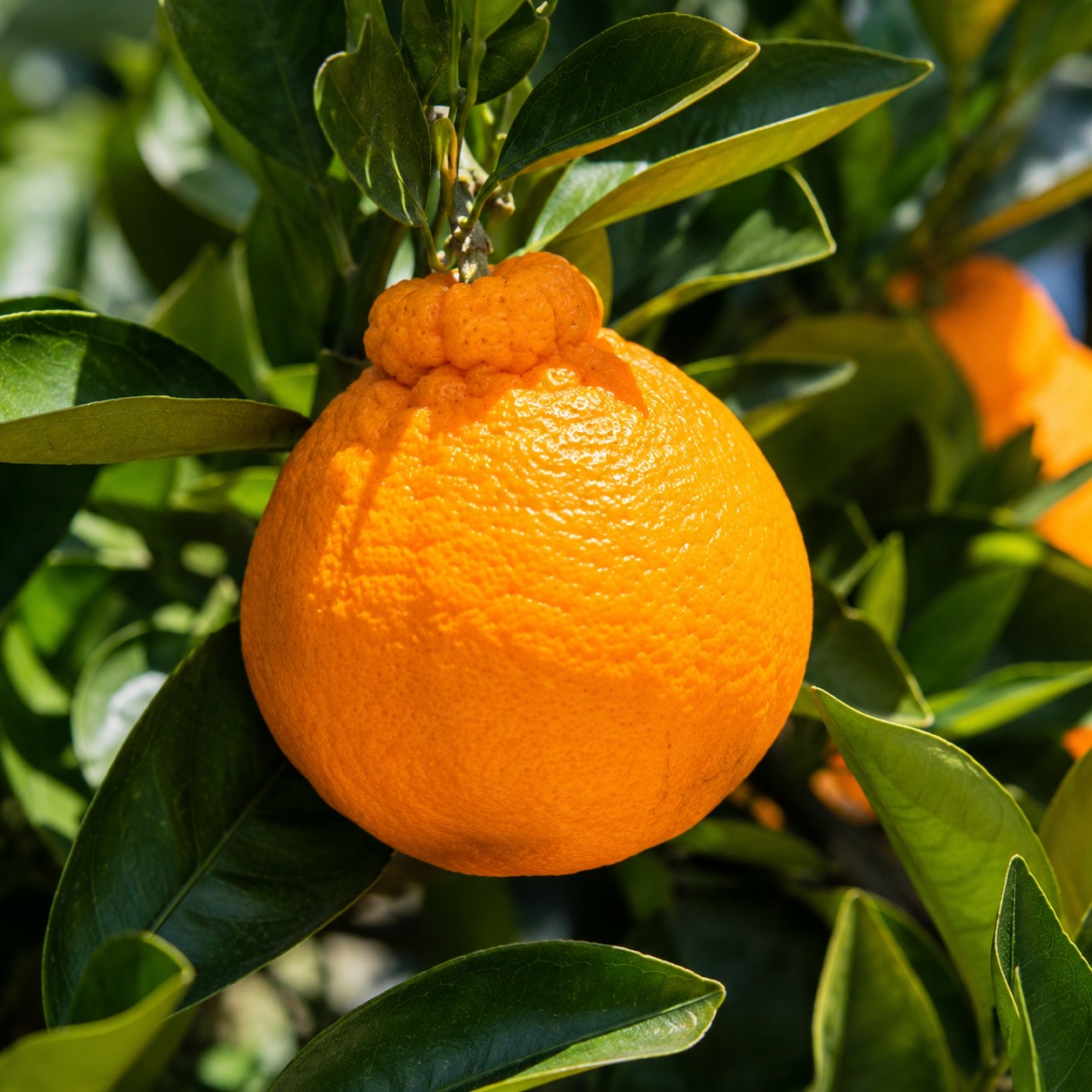 Dekopon Japanese citrus growing on tree