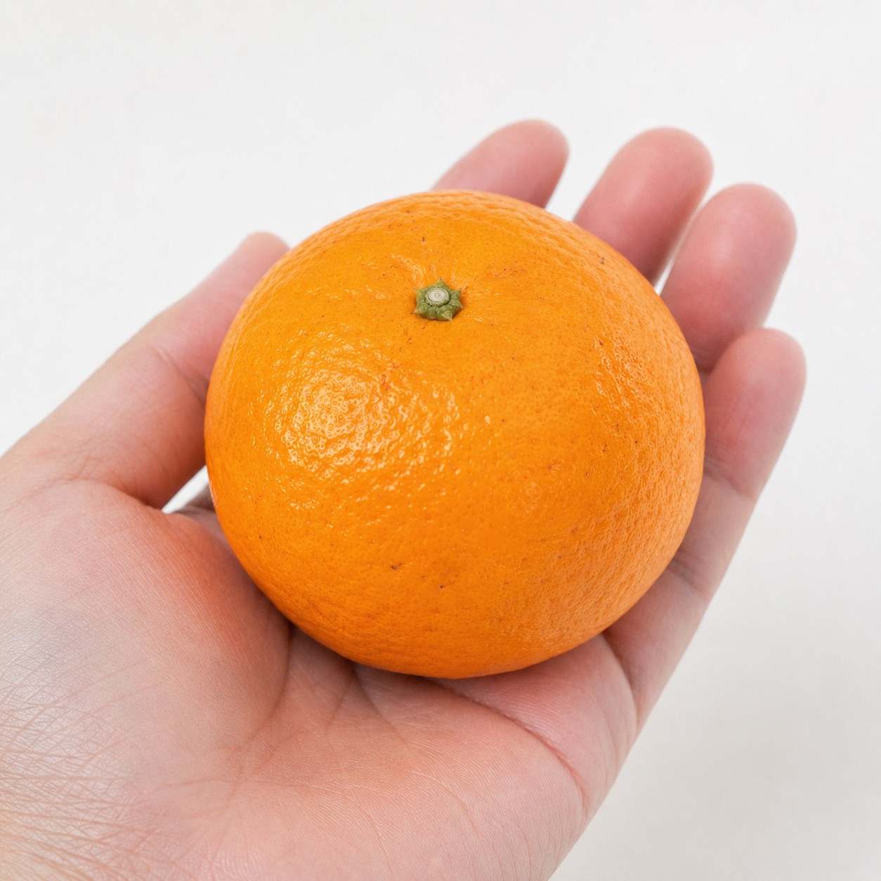 Harehime Japanese citrus in hand