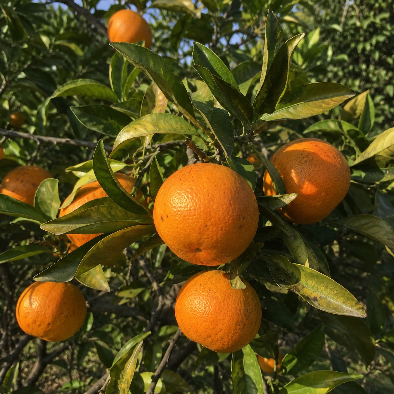 Harehime Japanese citrus growing on tree