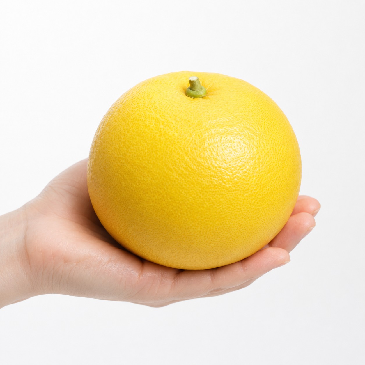 Hyuganatsu Japanese citrus in hand