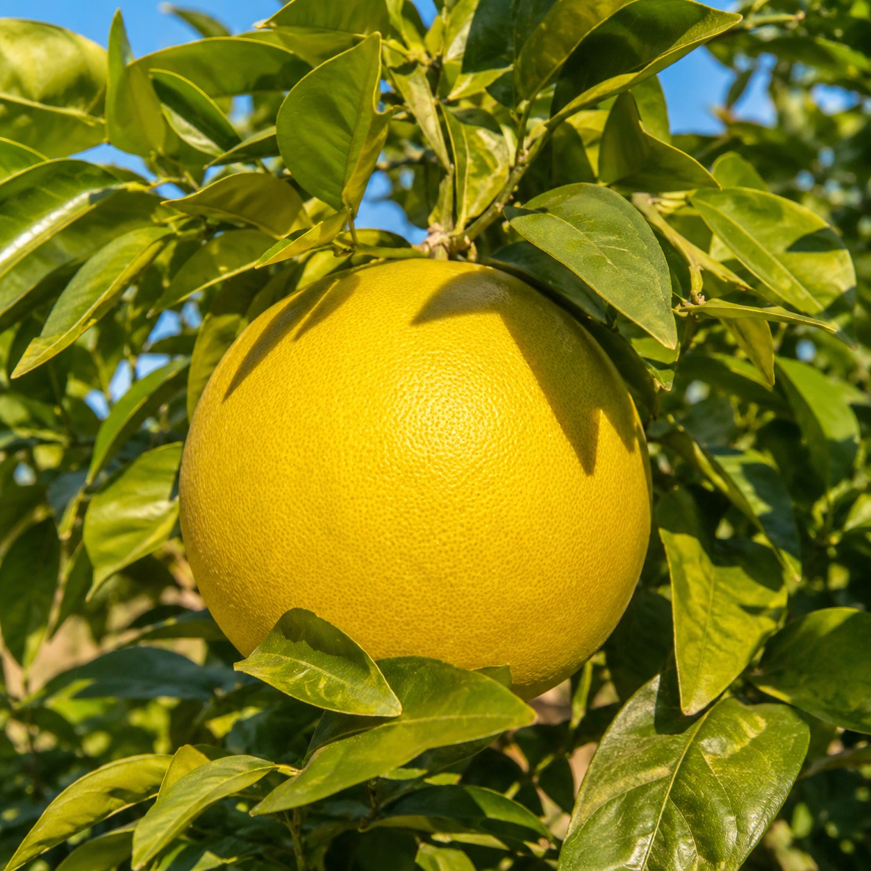 Kawachi Bankan Japanese citrus growing on tree