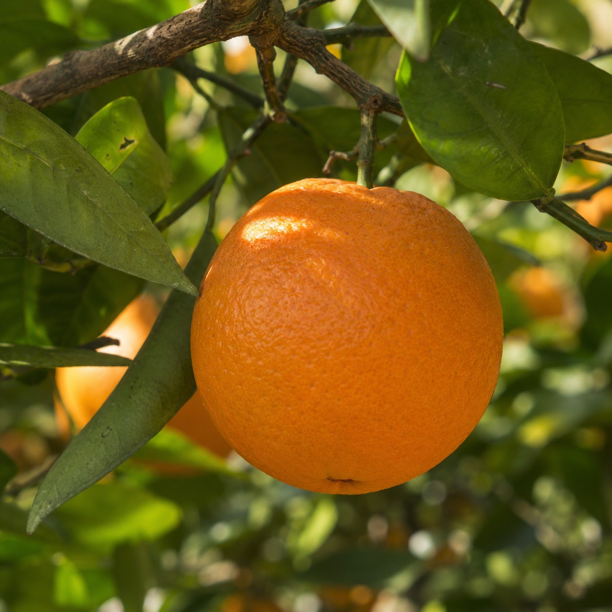Navel Orange Japanese citrus growing on tree