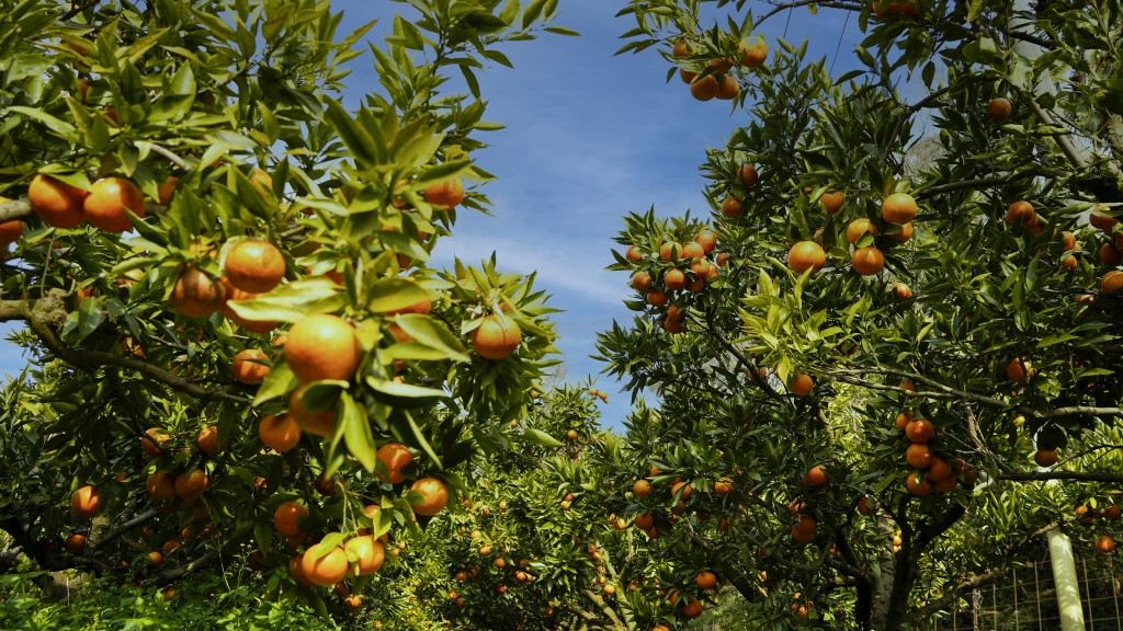 Japanese Citrus Orchard